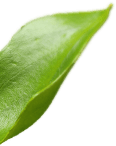 листик